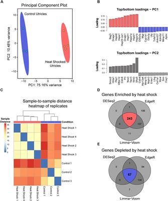 The Inner Ear Heat Shock Transcriptional Signature Identifies Compounds That Protect Against Aminoglycoside Ototoxicity